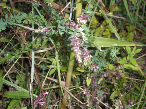 Nuova erbacea da determinare.